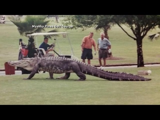Alligator walking Blank Meme Template