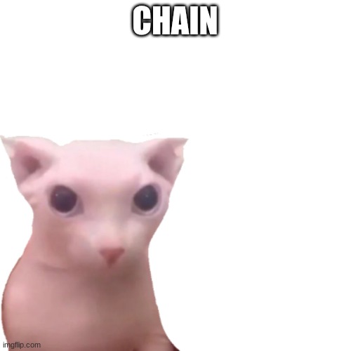 bingus | CHAIN | image tagged in bingus | made w/ Imgflip meme maker