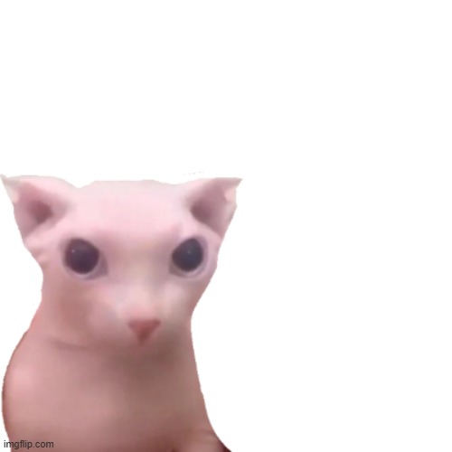 bingus | image tagged in bingus | made w/ Imgflip meme maker