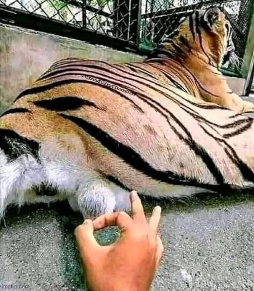 Flicking tiger balls | image tagged in flicking tiger balls | made w/ Imgflip meme maker