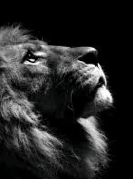 the lion doesn’t study for spanish quizzes Blank Meme Template