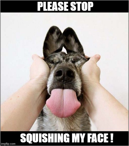 He Doesn't Like It ! | PLEASE STOP; SQUISHING MY FACE ! | image tagged in dogs,squishing,face | made w/ Imgflip meme maker