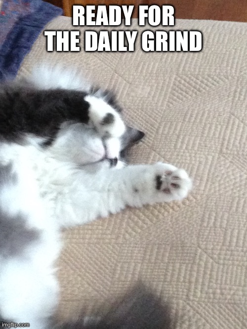 Ready For The Daily Grind | READY FOR THE DAILY GRIND | image tagged in fun,memes,relatable,funny,cats,funny cats | made w/ Imgflip meme maker