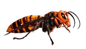 Hornet Blank Meme Template