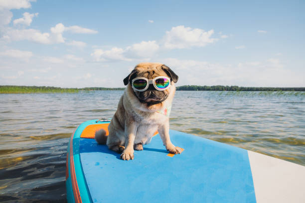 HAPPY PUG WITH SUNGLASSES Blank Meme Template