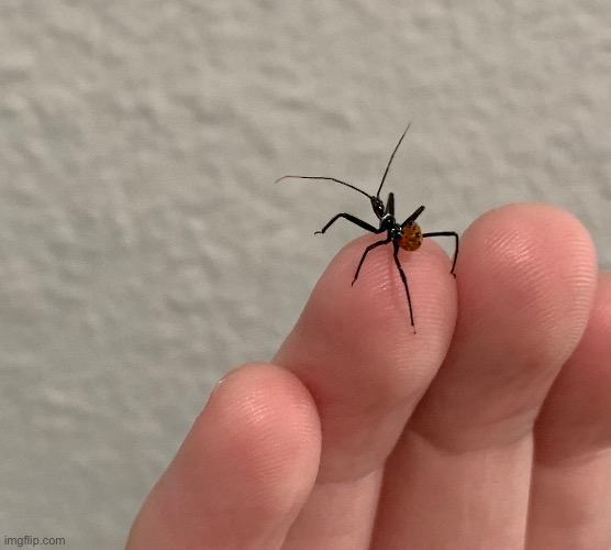 Baby wheel bug | made w/ Imgflip meme maker