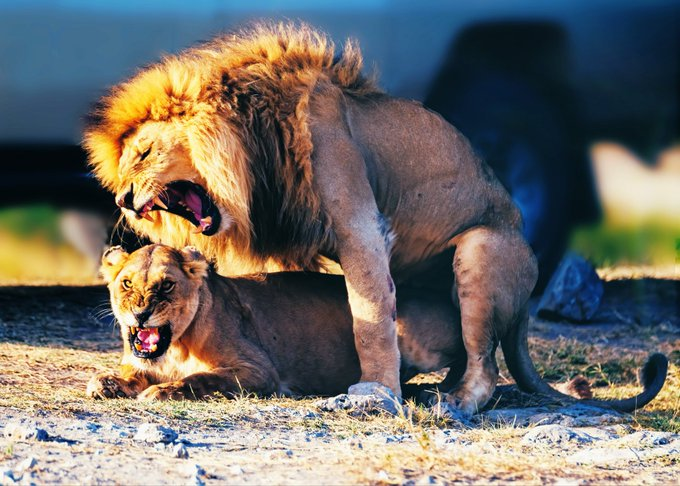 Lions Boning Blank Meme Template