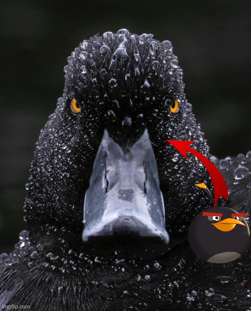 I think the duck is about to explode.... | image tagged in angry black duck | made w/ Imgflip meme maker