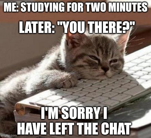 tired cat | LATER: "YOU THERE?"; ME: STUDYING FOR TWO MINUTES; I'M SORRY I HAVE LEFT THE CHAT | image tagged in tired cat | made w/ Imgflip meme maker
