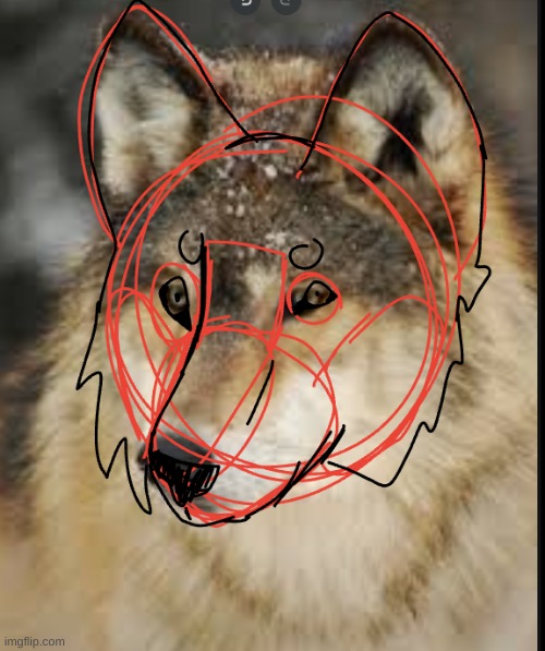 wolf anatomy study | made w/ Imgflip meme maker