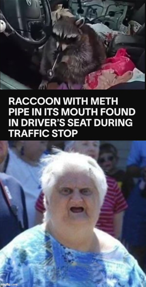 I raccoon a drug addict when i see one | image tagged in wat lady,raccoon,meth,drugs | made w/ Imgflip meme maker