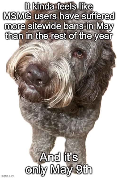 Norther's dog | It kinda feels like MSMG users have suffered more sitewide bans in May than in the rest of the year; And it's only May 9th | image tagged in norther's dog | made w/ Imgflip meme maker