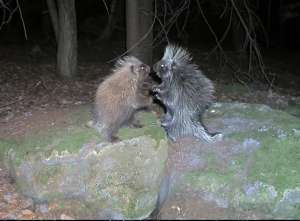 Teenage Mutant Porcupines Blank Meme Template