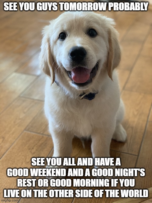 Marvel The Golden Retriever | SEE YOU GUYS TOMORROW PROBABLY; SEE YOU ALL AND HAVE A GOOD WEEKEND AND A GOOD NIGHT'S REST OR GOOD MORNING IF YOU LIVE ON THE OTHER SIDE OF THE WORLD | image tagged in marvel the golden retriever | made w/ Imgflip meme maker