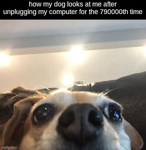 ​ | how my dog looks at me after unplugging my computer for the 790000th time | image tagged in dog staring at camera | made w/ Imgflip meme maker