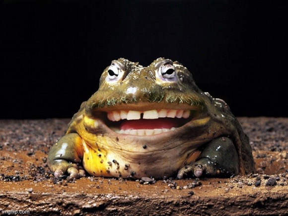 Funny Toad Smile | image tagged in funny toad smile | made w/ Imgflip meme maker