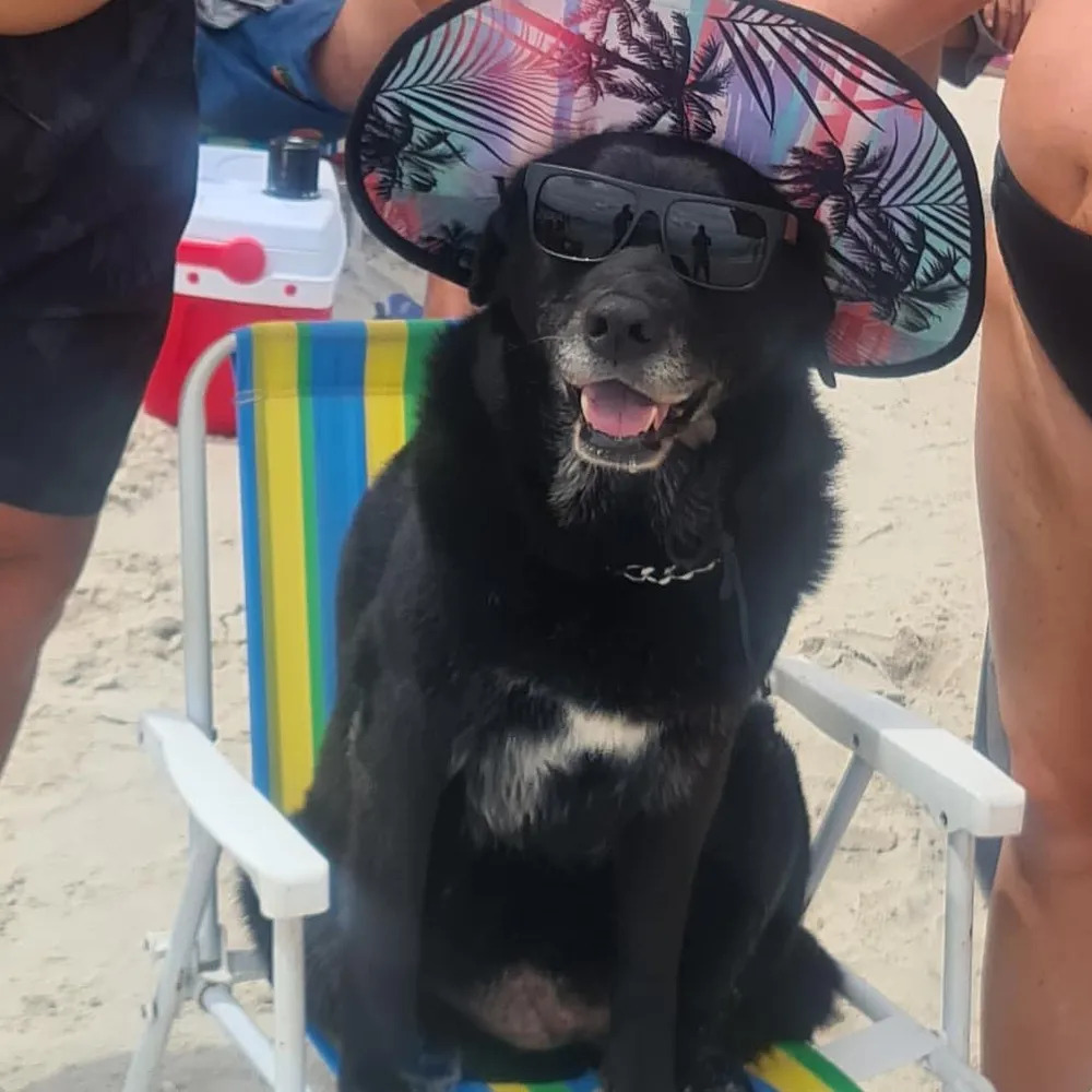 dog vacation Blank Meme Template