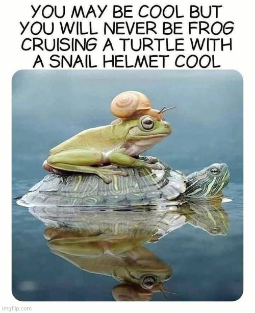Free ride froggo | image tagged in turtle,frog,snail,free,ride | made w/ Imgflip meme maker