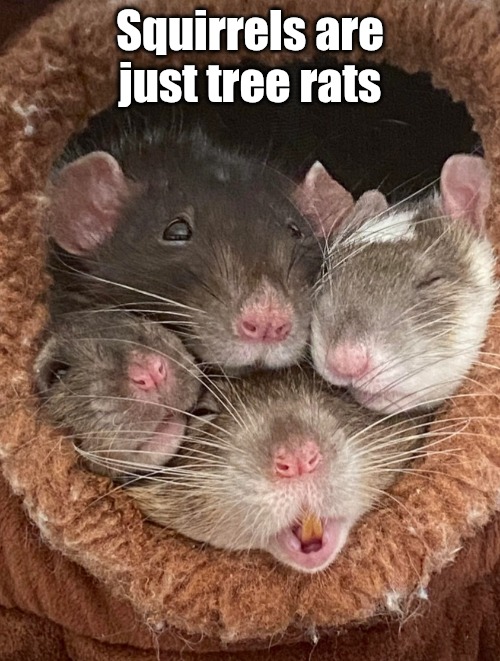Squirrels are just tree rats | made w/ Imgflip meme maker