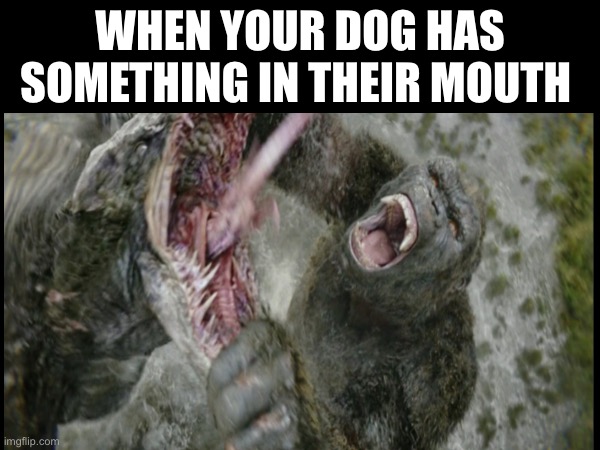 WHEN YOUR DOG HAS SOMETHING IN THEIR MOUTH | image tagged in king kong,skull crawler | made w/ Imgflip meme maker