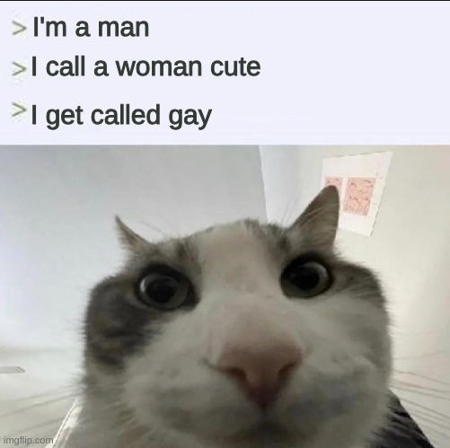 Cat looks inside | I'm a man; I call a woman cute; I get called gay | image tagged in cat looks inside | made w/ Imgflip meme maker