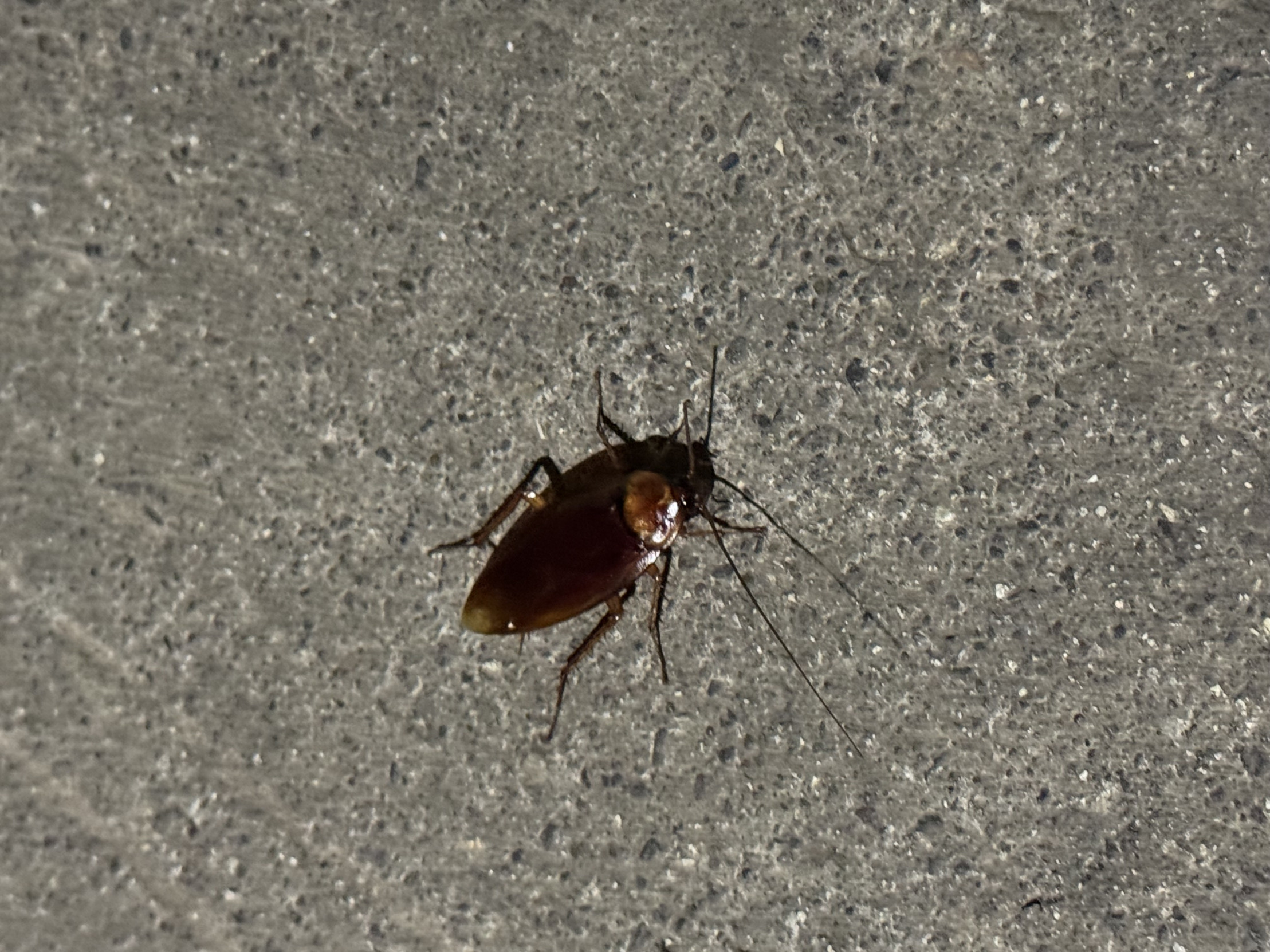 Cockroach Blank Meme Template