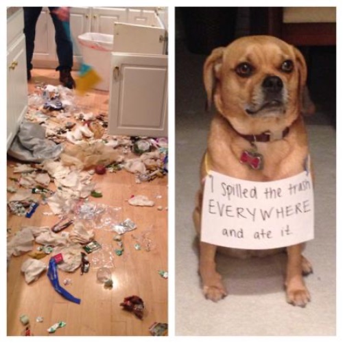 Garbage Dog | image tagged in dogs,funny dogs,garbage,bad dog,shame,messy | made w/ Imgflip meme maker
