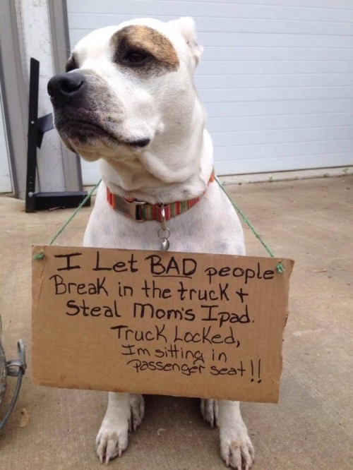 Useless Watch Dog | image tagged in dogs,funny dog memes,watch dogs,wow this is useless,ipad,thief | made w/ Imgflip meme maker