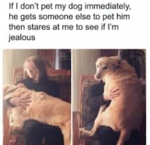 Manipulation | image tagged in dogs,funny dogs,jealousy,manipulation,provoked,hilarious | made w/ Imgflip meme maker