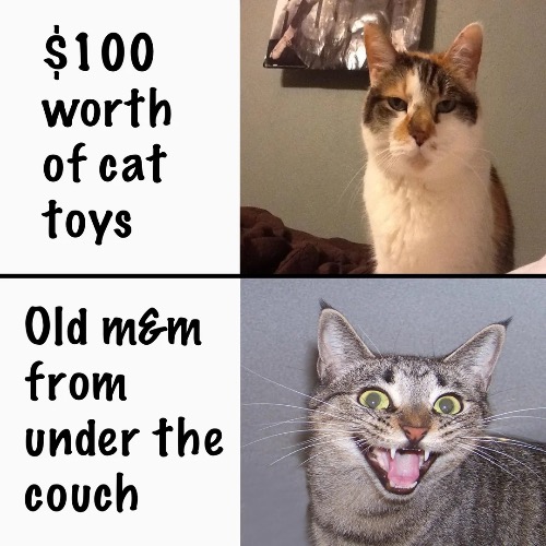 Old M&M | image tagged in cats,funny cats,candy,play,toys,typical | made w/ Imgflip meme maker