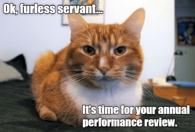 Furless Servant | image tagged in cats,funny cat memes,slave,review,performance,work | made w/ Imgflip meme maker