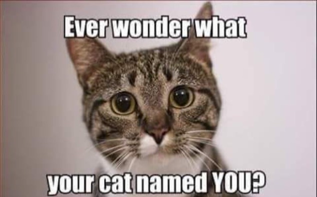 What's Our Names? | image tagged in cats,funny cat memes,names,questions,funny cats,sometimes i wonder | made w/ Imgflip meme maker