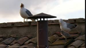 Seagull Chick Blank Meme Template