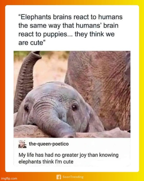 Elephants think we’re cute | image tagged in elephants,people | made w/ Imgflip meme maker