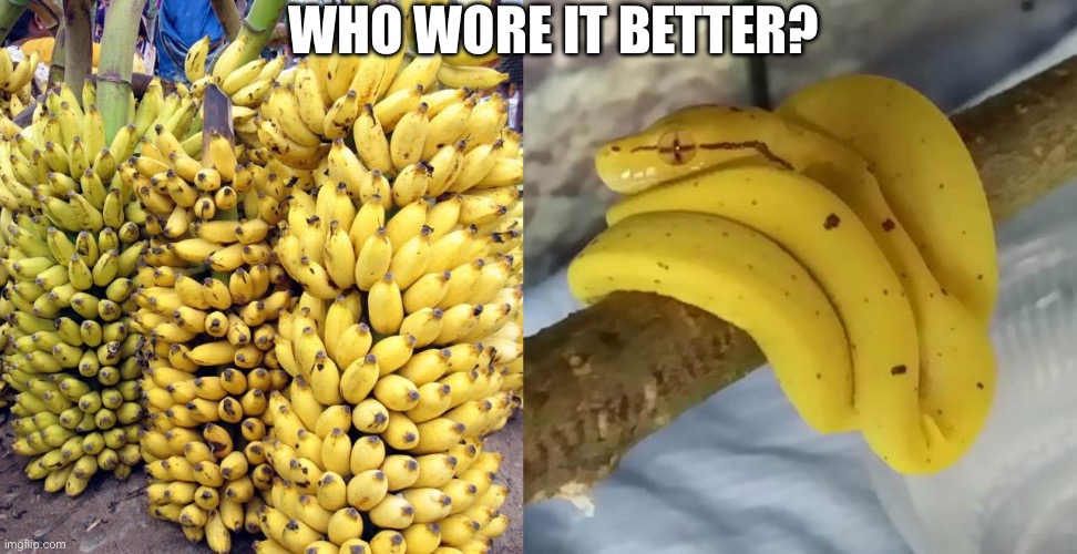 Who wore t better? Snek or bananas | WHO WORE IT BETTER? | image tagged in bananas,snek,banana | made w/ Imgflip meme maker