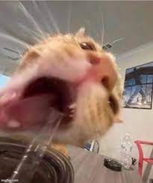Silly | image tagged in silly | made w/ Imgflip meme maker