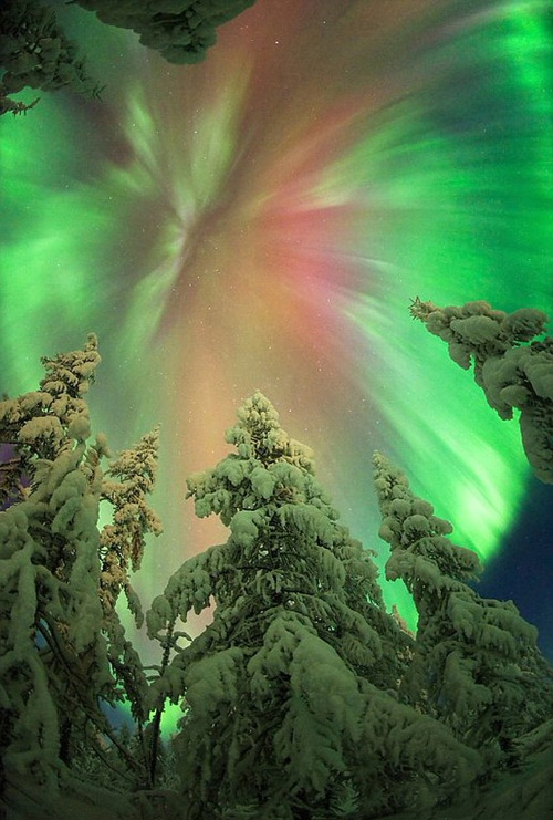 Aurora | image tagged in winter,gorgeous,oh it's beautiful,aurora,snow,night sky | made w/ Imgflip meme maker