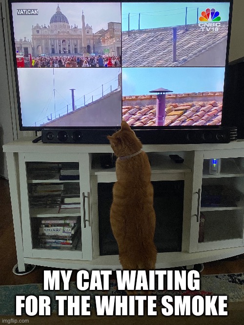 Pope meme | MY CAT WAITING FOR THE WHITE SMOKE | image tagged in cute cats | made w/ Imgflip meme maker