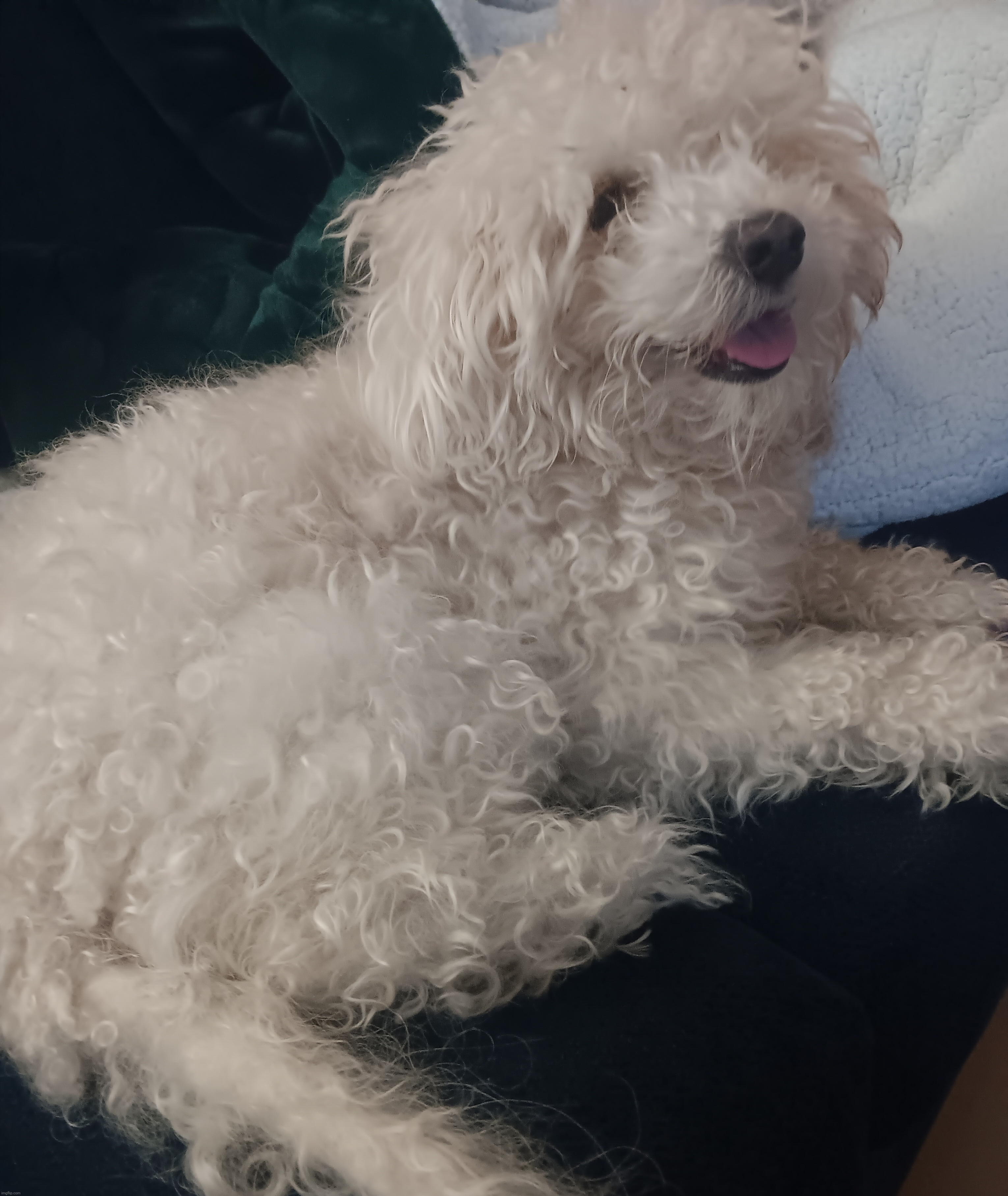 dog | made w/ Imgflip meme maker
