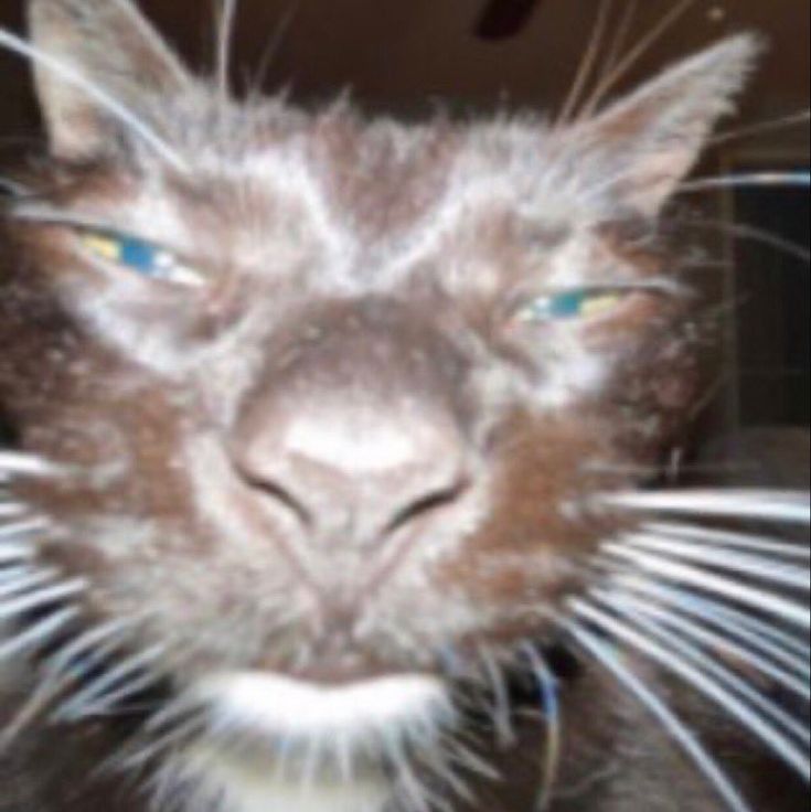 disappointed cat Blank Meme Template