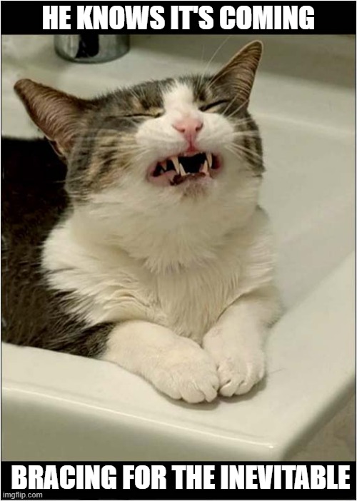 It's Water Torture ! | HE KNOWS IT'S COMING; BRACING FOR THE INEVITABLE | image tagged in cats,sink,bath,water torture | made w/ Imgflip meme maker