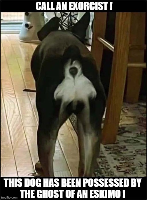 This Is Spooky | CALL AN EXORCIST ! THIS DOG HAS BEEN POSSESSED BY 
THE GHOST OF AN ESKIMO ! | image tagged in dogs,possessed,ghost,eskimo | made w/ Imgflip meme maker