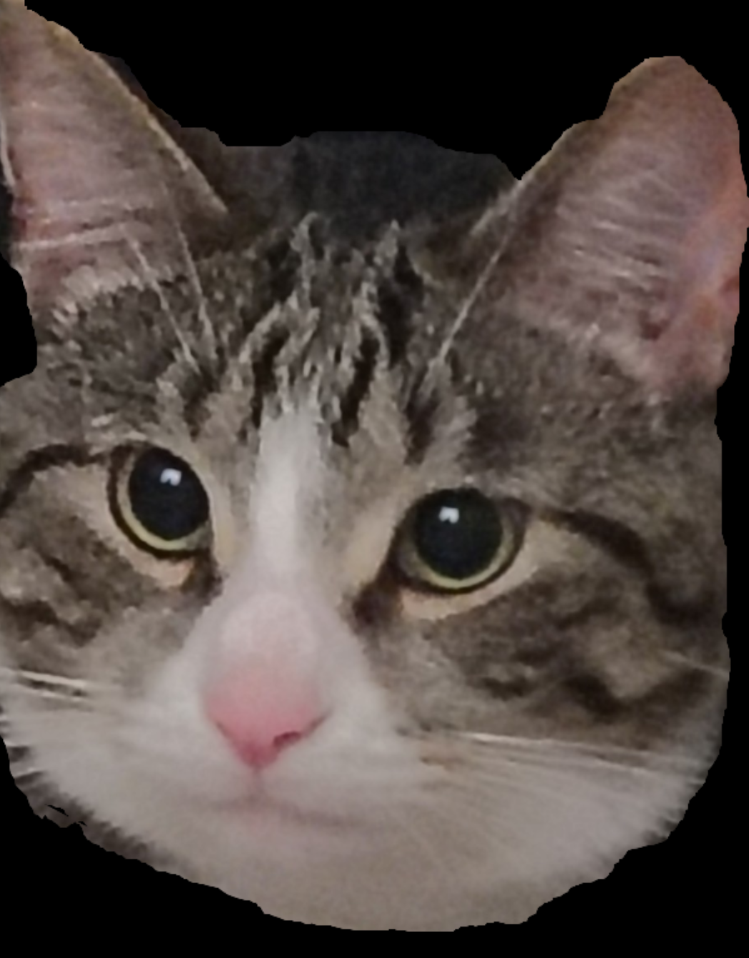 Serious Cat Blank Meme Template