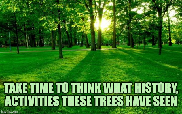Take time to think what history these trees have seen | TAKE TIME TO THINK WHAT HISTORY, ACTIVITIES THESE TREES HAVE SEEN | image tagged in grass and trees,thinking | made w/ Imgflip meme maker