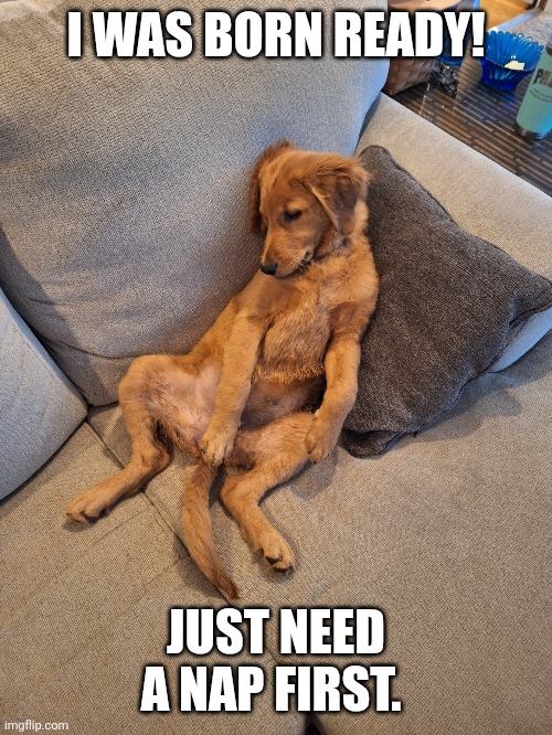 Need a nap | I WAS BORN READY! JUST NEED A NAP FIRST. | image tagged in nap | made w/ Imgflip meme maker