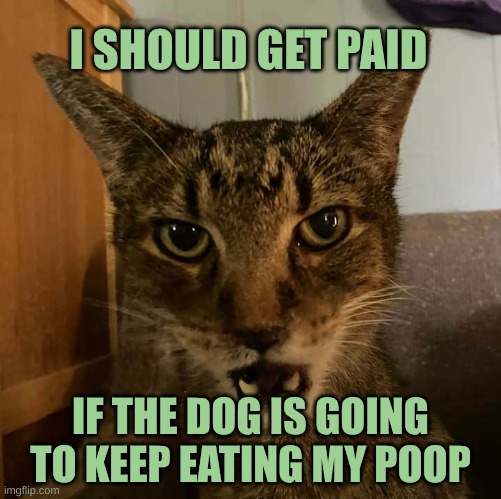 only going to tell you once cat | I SHOULD GET PAID; IF THE DOG IS GOING TO KEEP EATING MY POOP | image tagged in only going to tell you once cat,what the dog doin,poop,eating,i should buy a boat cat,money money | made w/ Imgflip meme maker