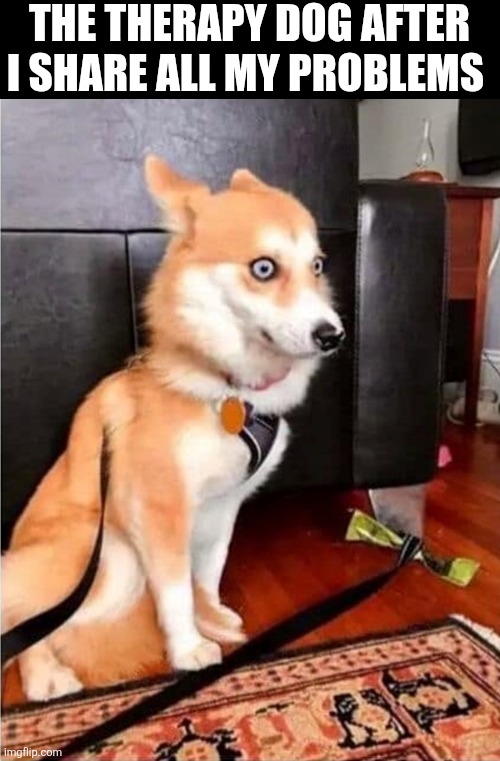 The Therapy Dog After I Share All My Problems | THE THERAPY DOG AFTER I SHARE ALL MY PROBLEMS | image tagged in chrisjoines1 | made w/ Imgflip meme maker
