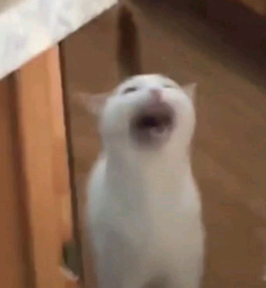 screaming cat Blank Meme Template