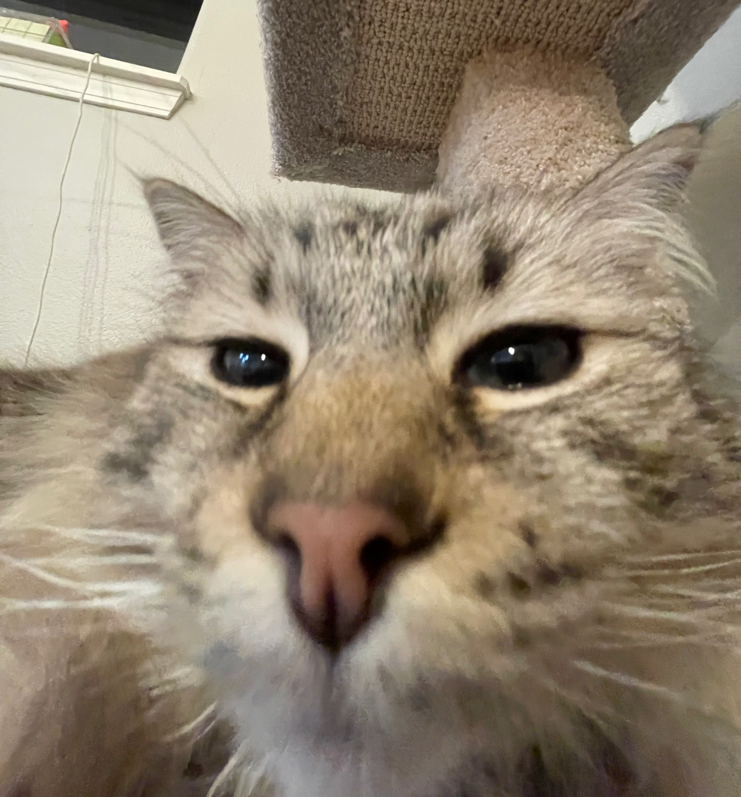 Squinting Cat Blank Meme Template