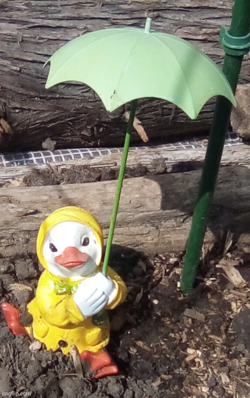Duck | made w/ Imgflip meme maker